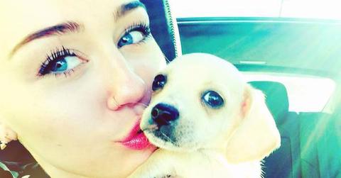 Ok_1413_photos_miley dog bean.jpg