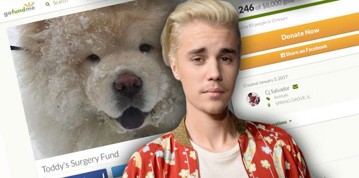 Justin bieber abandons dog todd go fund me