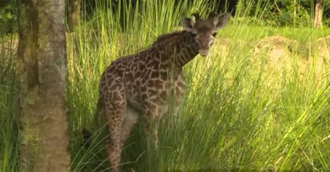 Baby aella giraffe born disney animal kingdom main