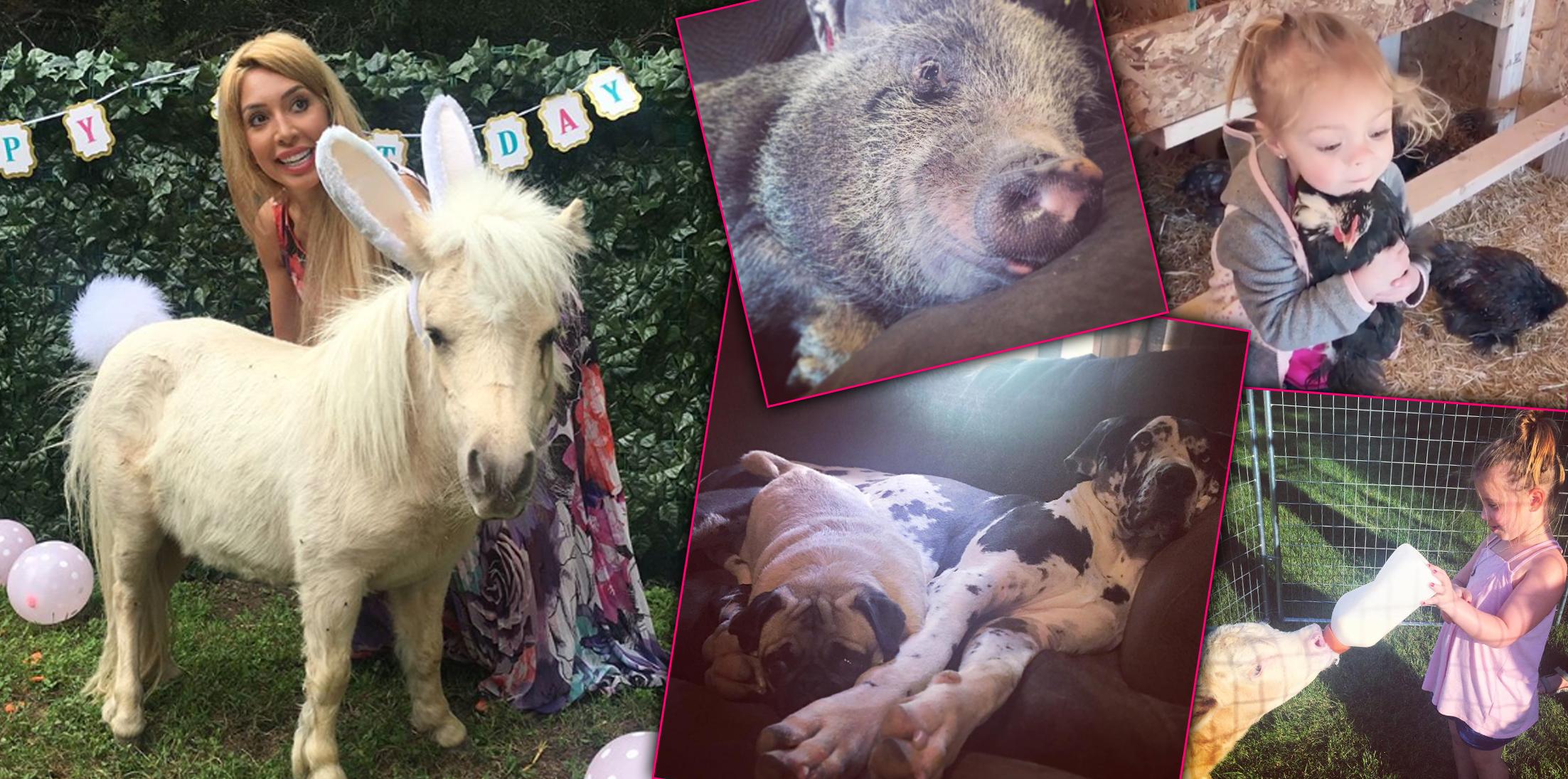Teen mom instagram horse pets h