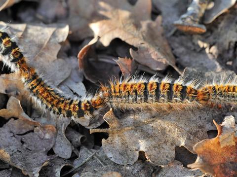 jamie dornan hospitalized heart attack symptoms poisonous caterpillars