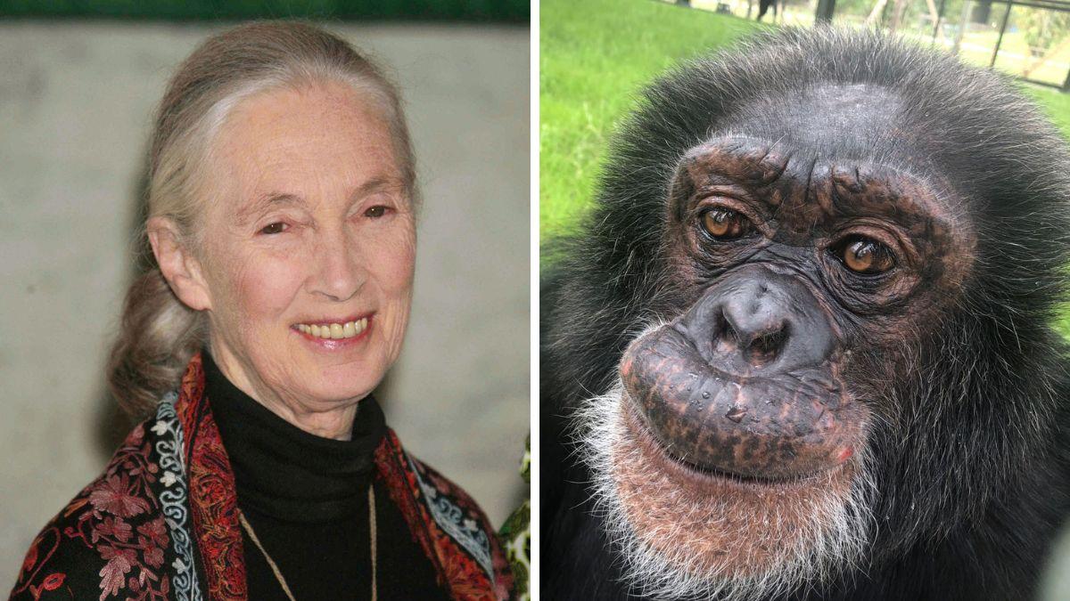 michael jackson bubbles chimpanzee relationship everything to know