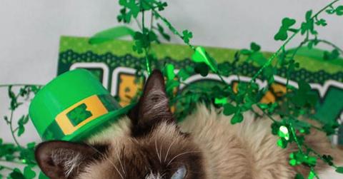Grumpy Cat St. Patrick's Day Facebook Post
