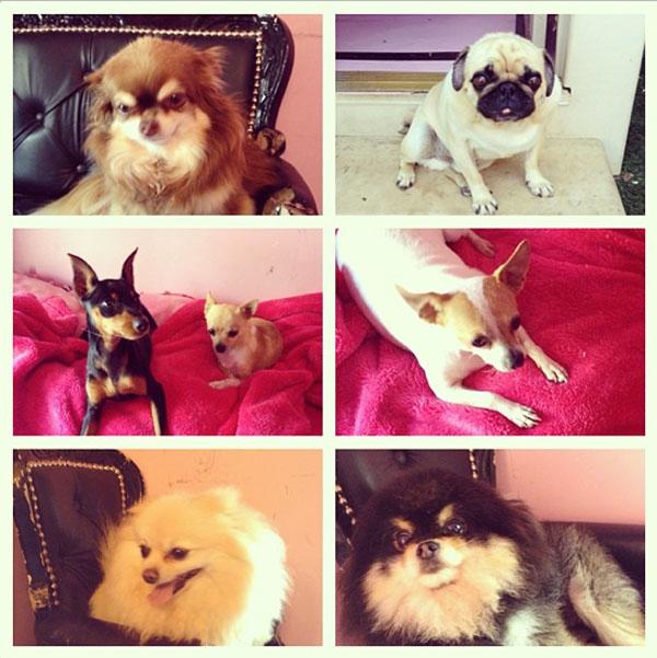 Paris Hilton Dogs