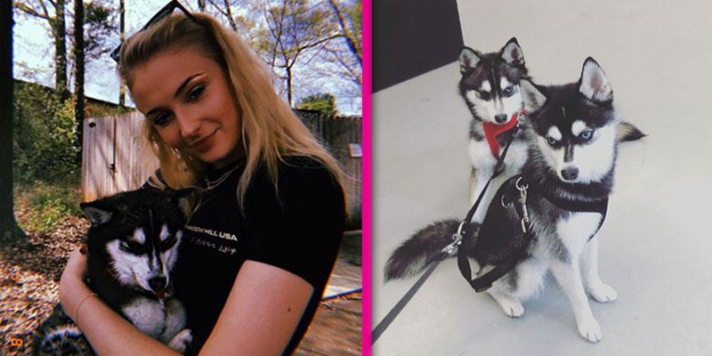 sophie turner joe jonas new puppy pics pp