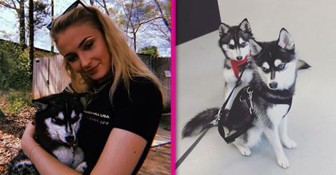 sophie turner joe jonas new puppy pics pp