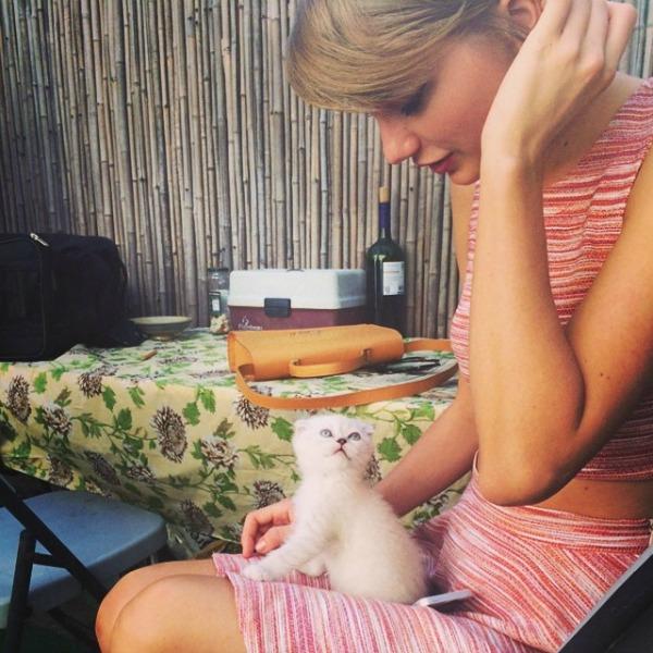 taylor swift cat