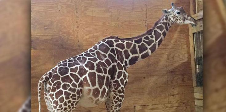 April pregnant giraffe giving birth belly bulging ok hero