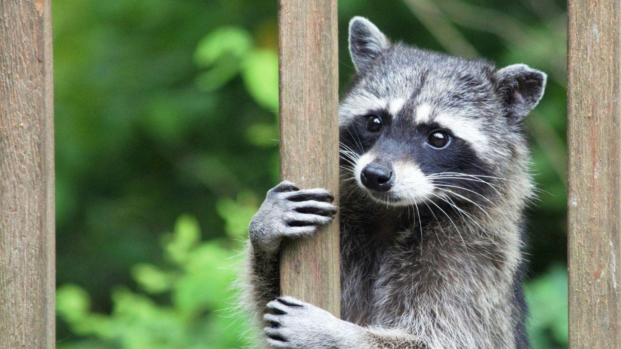 Image of AI-generated videos placed Jimothy the raccoon in fictional adventures online.