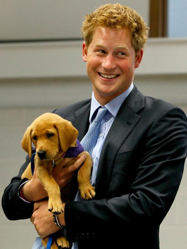 Prince harry puppy