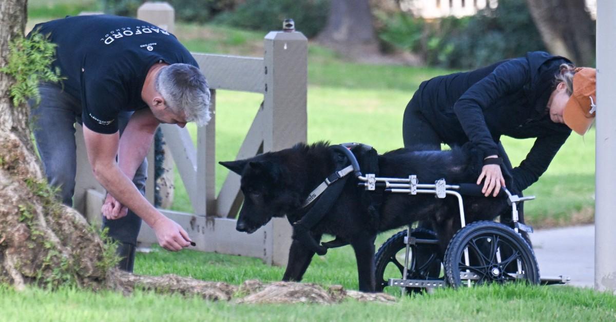 renee zellwegger ant anstead out with dog