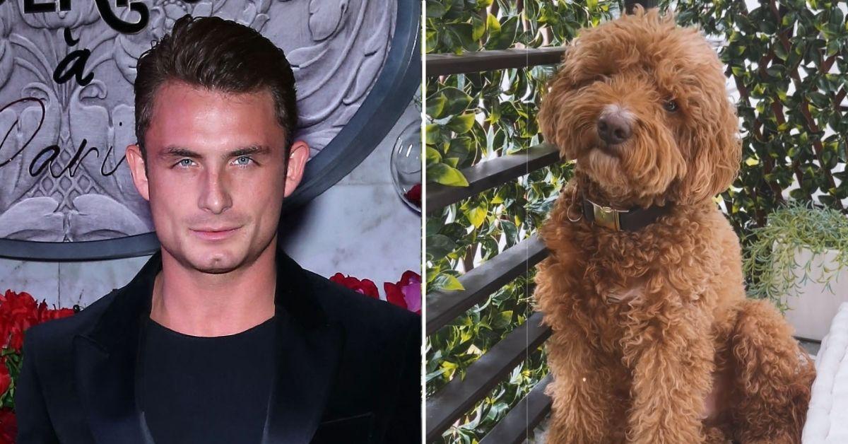 Tom Brady's dog doesn't recognize him in his Halloween costume and it's the  cutest thing