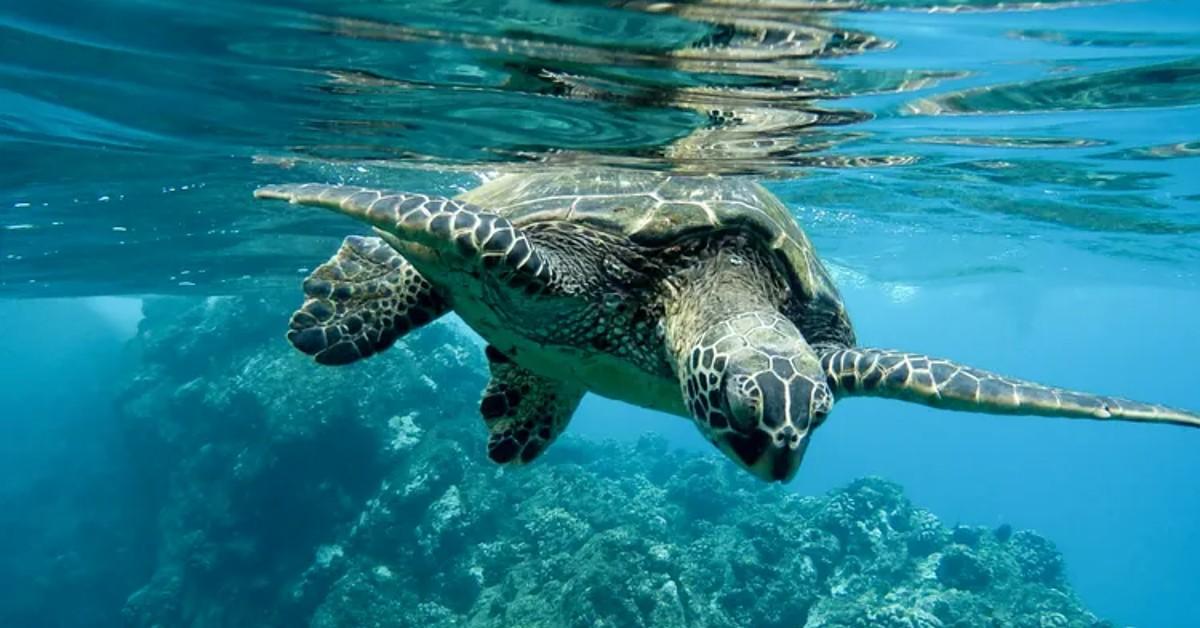seaturtles