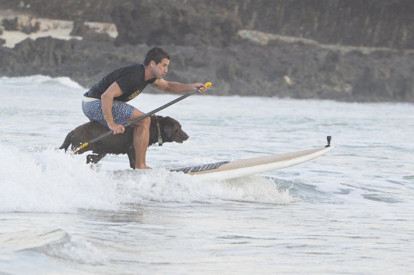 surf dog festival takes place on miami beach in natal