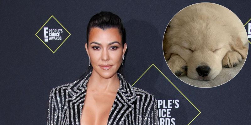 Kourtney Kardashian On Red Carpet Puppy Inset