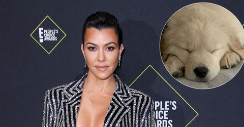 Kourtney Kardashian On Red Carpet Puppy Inset