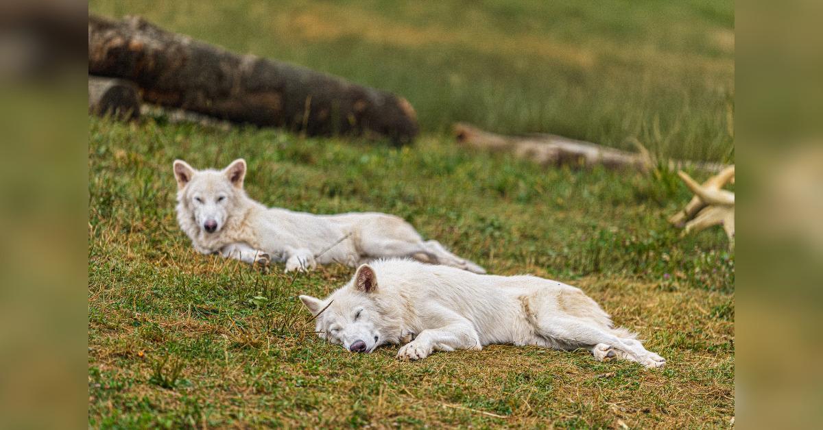 howling back from the stone age romulus and remus the dire wolves turn one