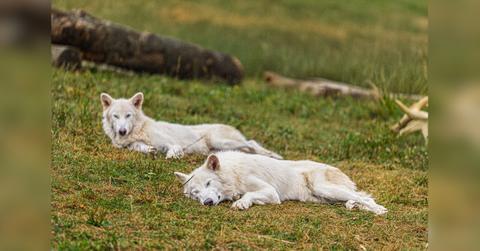 howling back from the stone age romulus and remus the dire wolves turn one