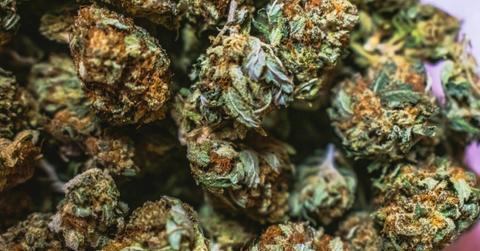 fresh bros ranked overall thca flower brand online in by mydecine
