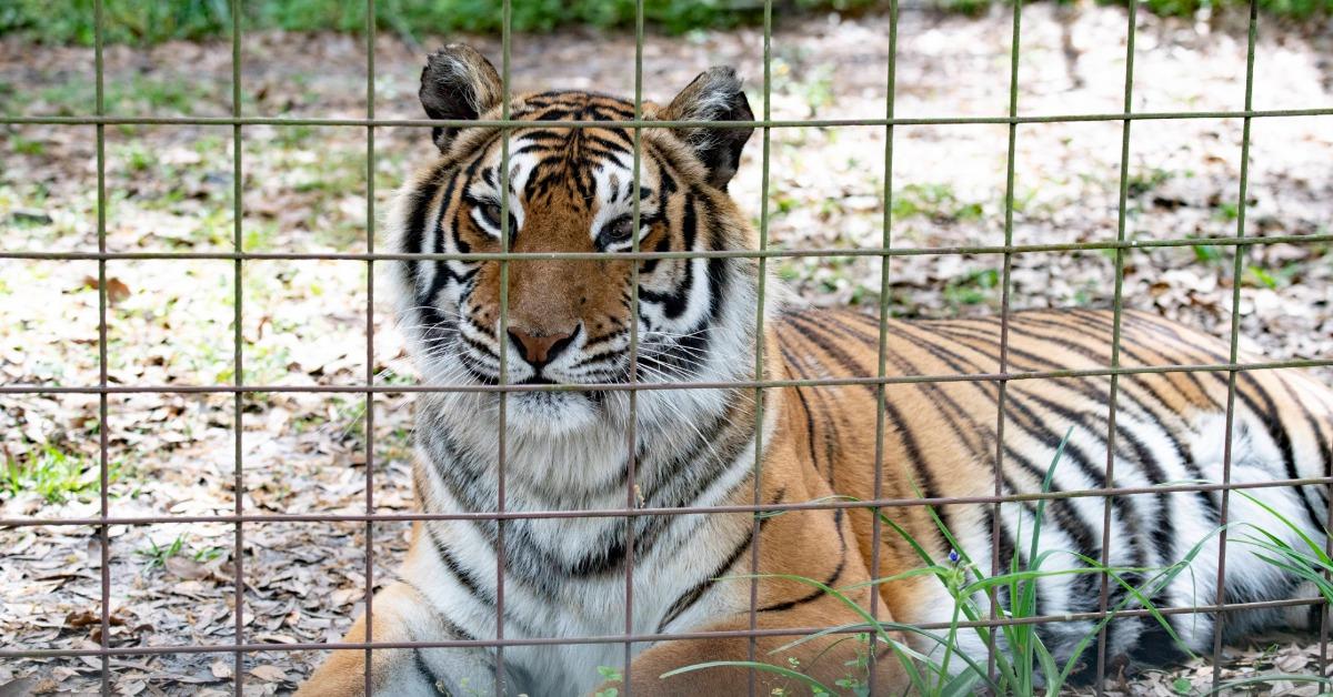 joe exotic reveals aggressive cancer back demands release from prison to enjoy life get treatment