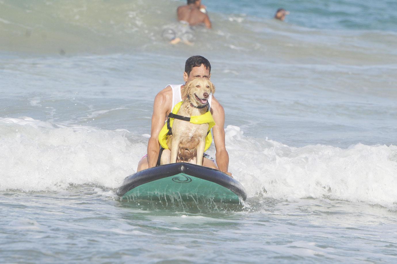 surf dog festival takes place on miami beach in natal