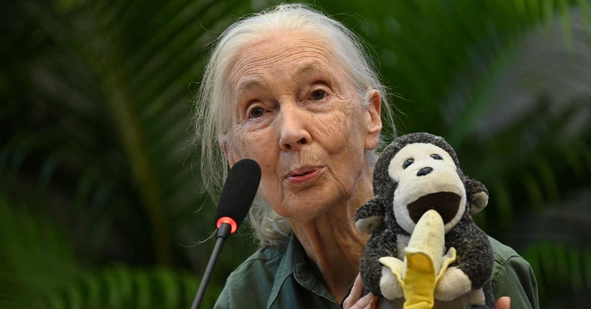 jane goodall family husband sibling son