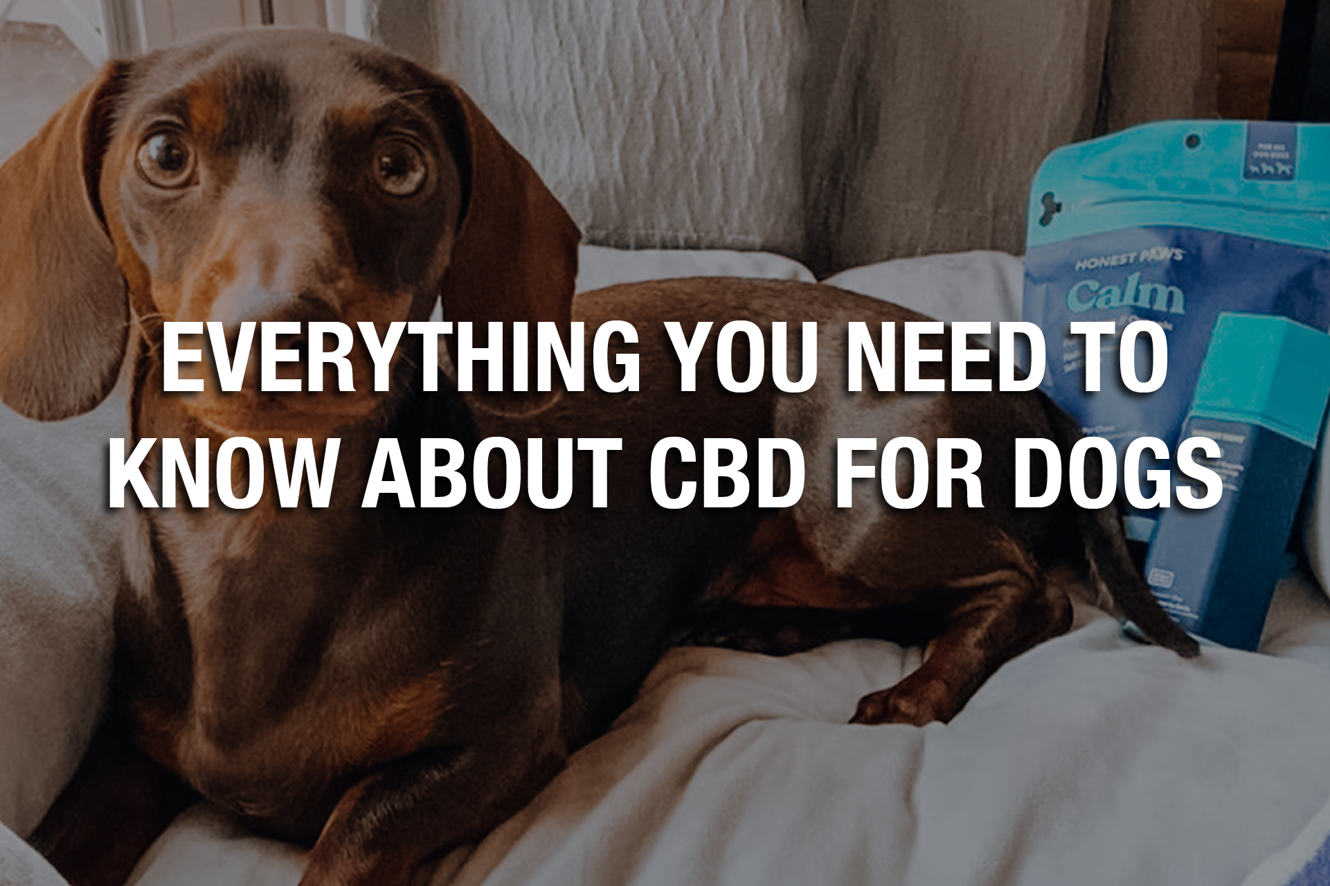 Everything You Need To Know About CBD For Dogs 