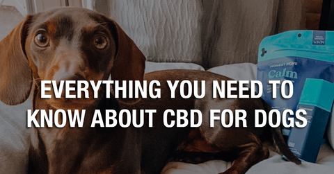 Everything You Need To Know About CBD For Dogs