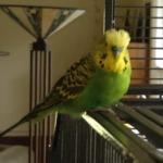 Bird_teaser.jpg