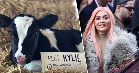 Kylie Cow PP
