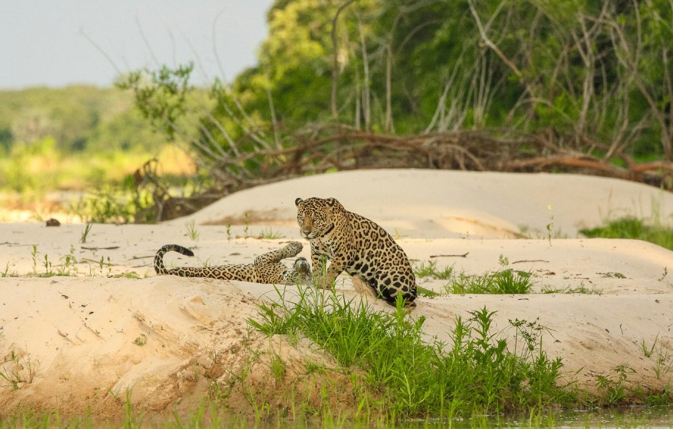 jaguars pantanal david waite unsplash