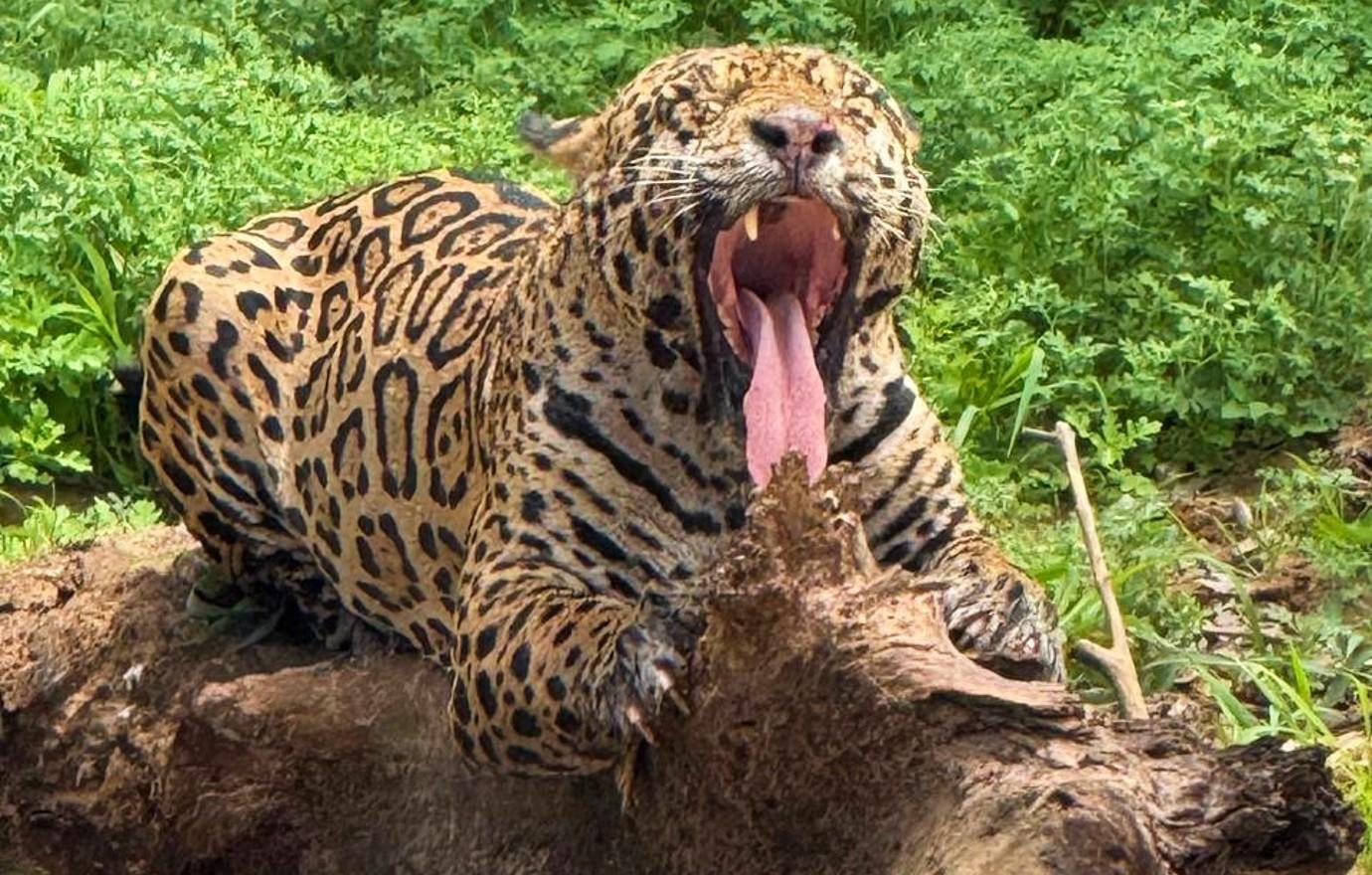 pantanal brazil tours