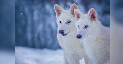 how colossal biosciences set off a pop culture earthquake