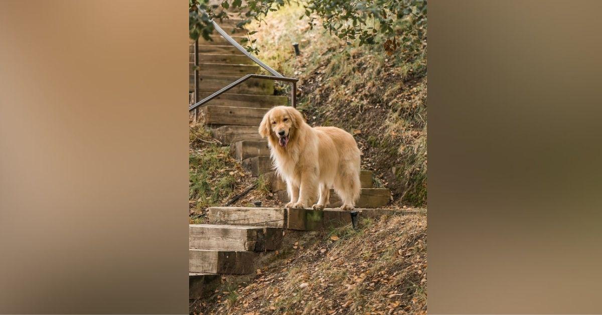 jennifer garner dog birdie dies  years old