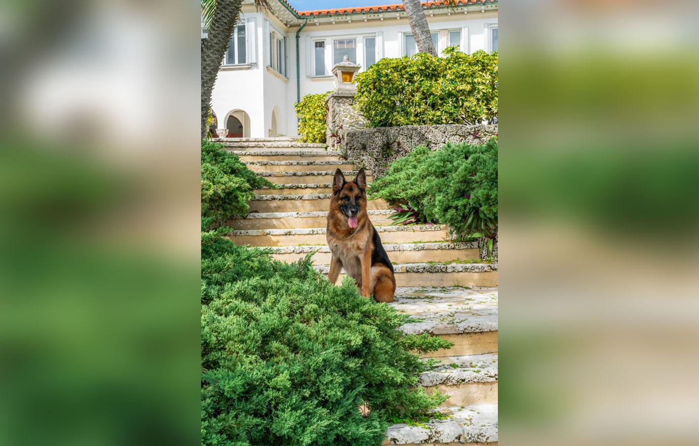 world richest dog german shepherd gunther iv selling madonna miami mansion one million dollars