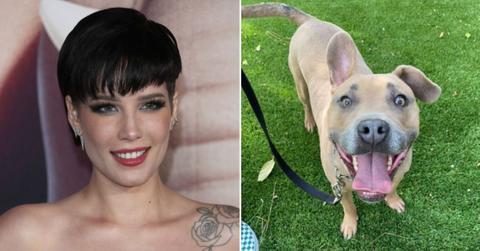 halsey dog jagger dies rare condition