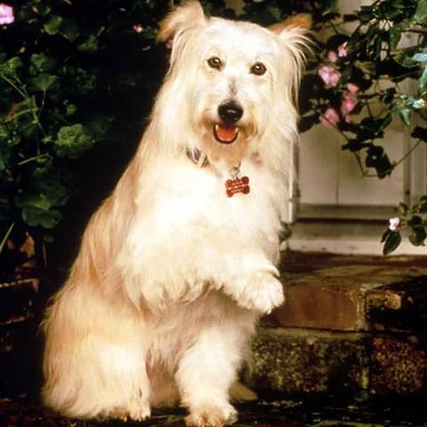 Aw! The 12 Best Tv Pets From Full House, The Office & More