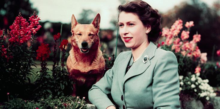 Last of queen elizabeths royal corgis dies