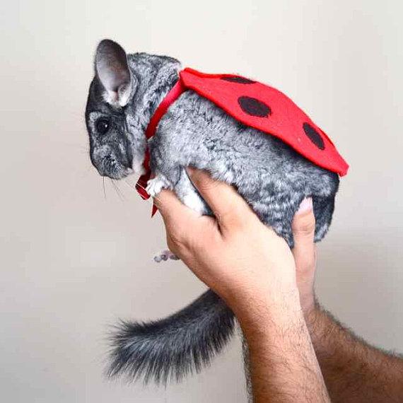 Chinchilla etsy