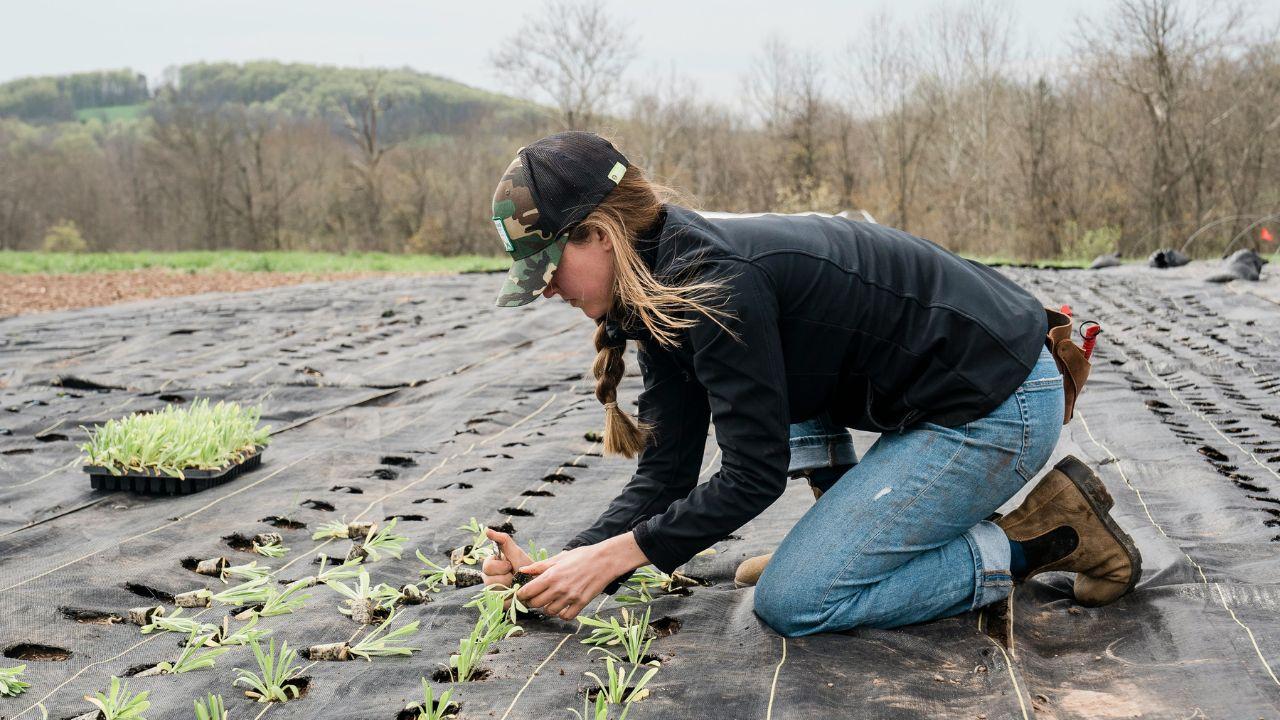 Image of Jimmy Fallon imagined Karoline Leavitt taking a new job at Taylor Farms.