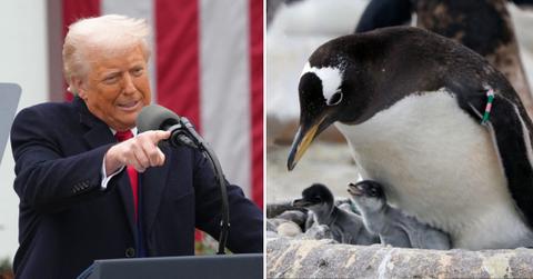 Composite photo of Donald Trump and penguins