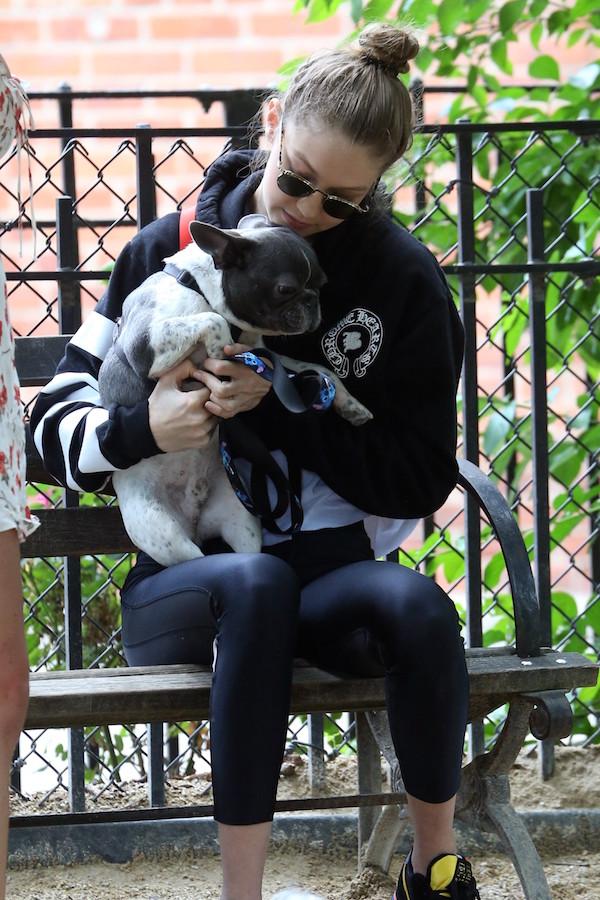 Gigi Hadid takes her French Bulldog to the park in NYC