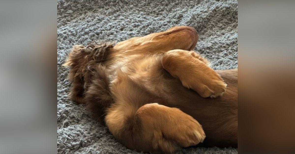 image of The supermodel shared a pic of her dog sleeping.