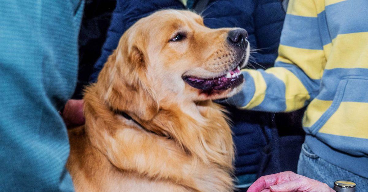 Photo of A Dog