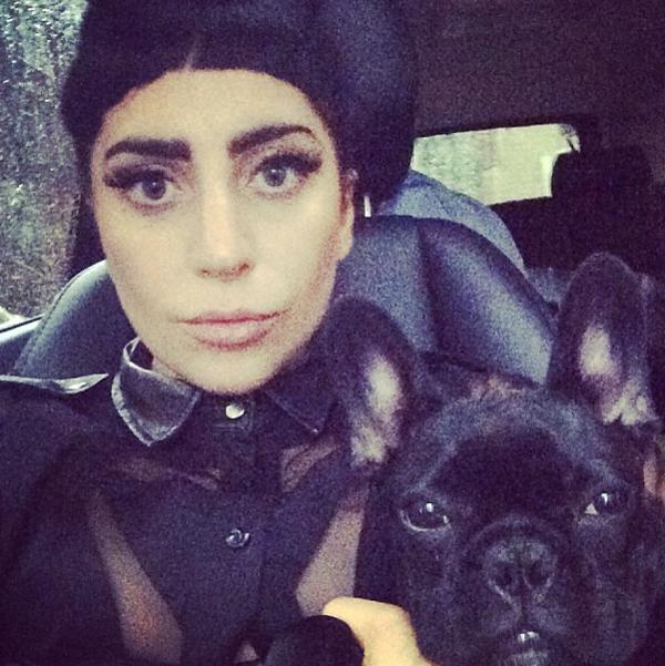 lady gaga dog