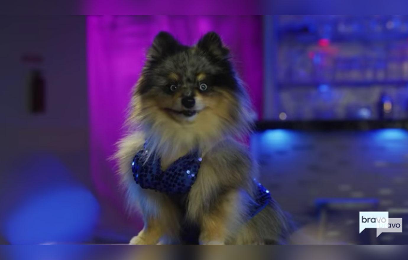 Vanderpump Rules Dog 1