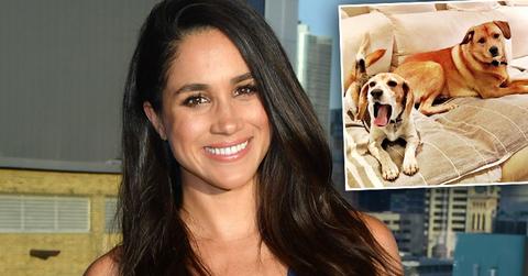 Meghan Markle Moving Dogs To UK