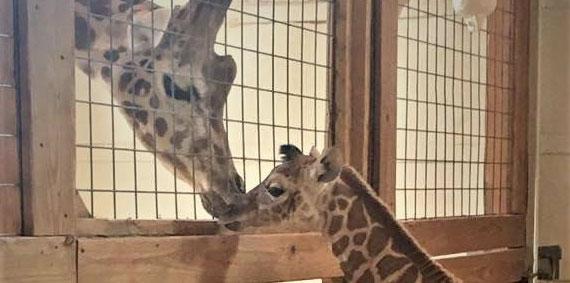 April giraffe injured after giving birth 1