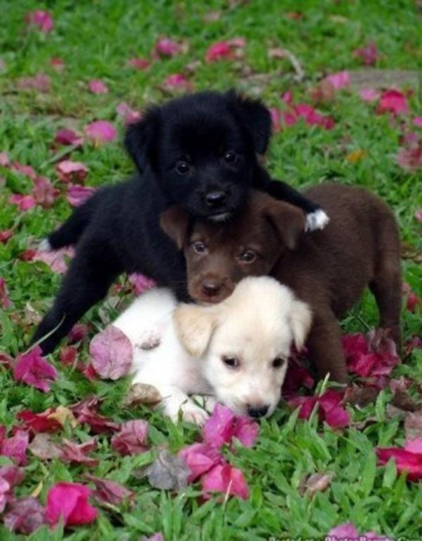 Puppy Pileup