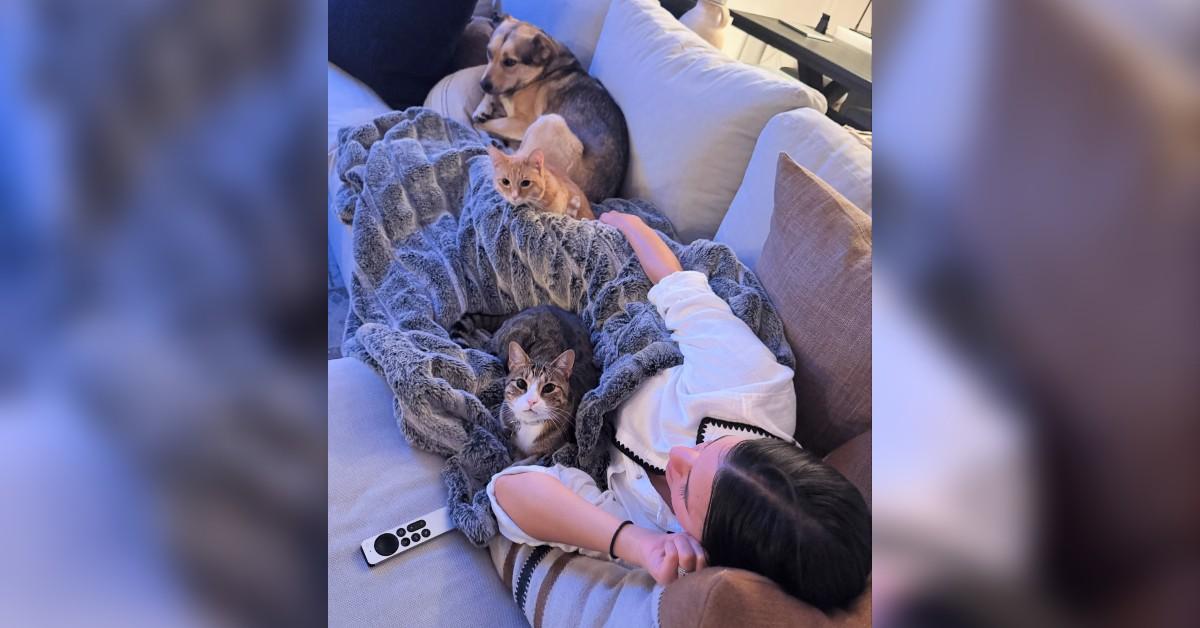 image of Hayley Erbert said her cats are snuggling up to her stomach. 